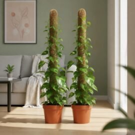 Lavesh Natural Coir Moss Stick for Climbing Plants 2 Feet
